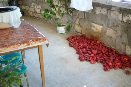 Copy of Copy of photo1